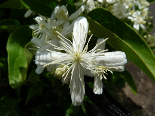 {Clematis terniflora}